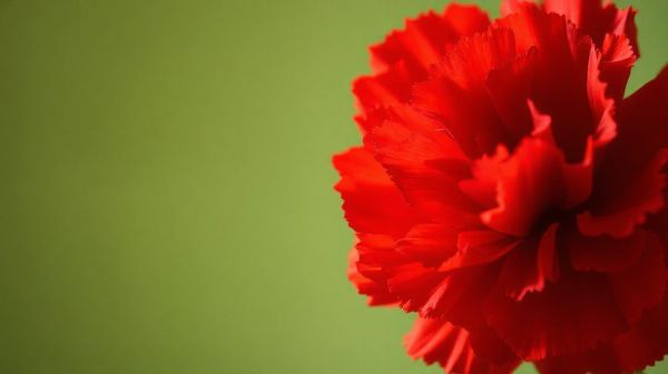 Top raisons de choisir le respecté œillet rouge pour gamers